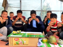 蒲城县龙池镇晋城村3000亩西甜瓜成熟上市！