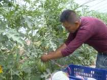 临渭区官路镇：万亩西甜瓜成熟上市  特色产业助农增收