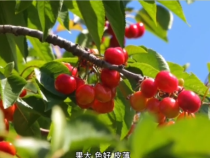 临渭区向阳街道赤水村樱桃成熟上市！