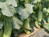 西瓜小镇  甜蜜龙阳