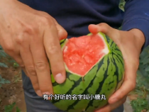 蒲城县龙池镇金星村：清凉脆甜 等您“徒手撕瓜”