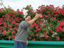 潼关县秦东镇：花开秦东 等你赴一场浪漫之约