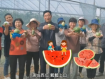 蒲城县龙池镇屈家村西甜瓜“甜蜜”上市