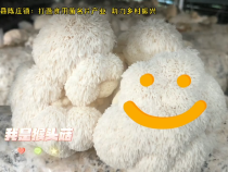 蒲城县陈庄镇：打造食用菌名片产业  助力乡村振兴