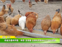 韩城市桑树坪镇：种养“多条腿”走路 拓宽集体经济增收渠道