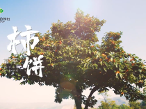 【渭南水果 甜蜜之约】渭南供销特色农产品（水果）品牌云端推广季 ————富平 柿饼