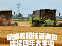 渭南绿盛农服：小麦托管连续四年大丰收