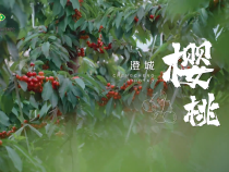 【渭南水果 甜蜜之约】渭南供销特色农产品（水果）品牌云端推广季 ————澄城 樱桃