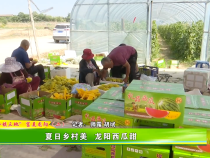 夏日乡村美  龙阳西瓜甜