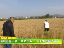 蒲城县尧山镇：农技当头 让小麦亩产翻了番