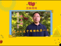 澄城樱桃甜蜜蜜——澄城县人民政府 副县长 杜占利：聚力打造中国樱桃第一县