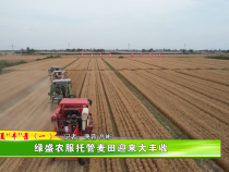 绿盛农服托管麦田迎来大丰收