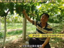 绿盛农服阳光玫瑰简化管理 省时 省工 省力