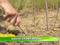 盐碱地油菜“机收新模式”提质又增效