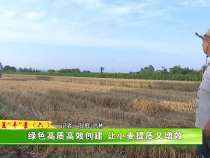 绿色高质高效创建 让小麦提质又增效