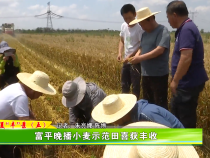 富平晚播小麦示范田喜获丰收