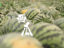 【渭南水果 甜蜜之约】渭南供销特色农产品（水果）品牌云端推广季 ————蒲城 西瓜
