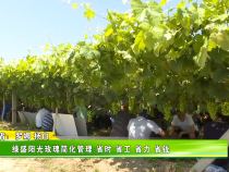 绿盛阳光玫瑰简化管理：省时 省工 省力 省钱