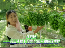 【我和天福樱花的故事第二季】徐巧玲：初生牛犊不怕虎 只因天福樱花呵护