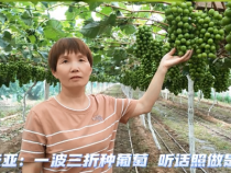 《我和天福樱花的故事第二季》张亚：一波三折种葡萄 听话照做是关键