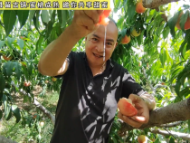富平县留古镇蜜桃成熟 邀你共享甜蜜