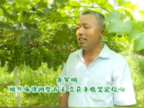 【我和天福樱花的故事第二季】朱军明：幡然悔悟调整方法 喜获丰收坚定信心