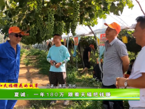 【我和天福櫻花的故事第二季】夏誠：一年180萬 跟著天福把錢賺