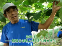 【我和天福樱花的故事第二季】徐根计：葡萄卖谁看心情  硬气因为有底气