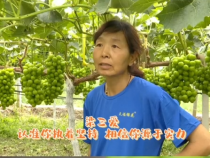 【我和天福樱花的故事第二季】梁三爱：认准你执着坚持 相信你源于实力