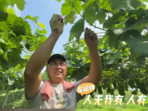 【我和天福樱花的故事第二季】左纪锋：人无我有 人有我优