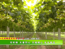 【我和天福櫻花的故事第二季】司軍鋒：夫妻同心 天福精心 年年精品