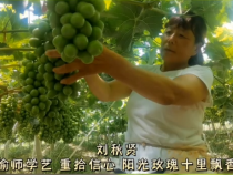 【我和天福樱花的故事第二季】刘秋贤：偷师学艺 重拾信心 阳光玫瑰十里飘香