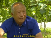 【我和天福樱花的故事第二季】雷红武：第一年挂果这么好  跟对团队太重要