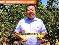 蒲城县党睦镇：酥梨压枝香满园 欢迎大家来品尝