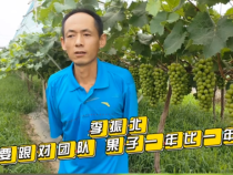 《我和天福樱花的故事第二季》李振北：只要跟对团队 果子一年比一年好
