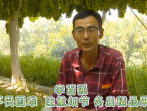 【我和天福樱花的故事第二季】李百强：不畏困难 注重细节 种出精品果