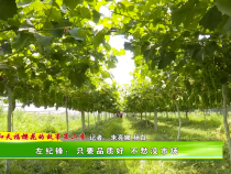 【我和天福樱花的故事第二季】左纪锋：只要品质好 不愁没市场