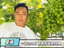 【我和天福樱花的故事第二季】夏诚：一年180万  跟着天福把钱赚
