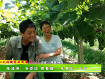 【我和天福樱花的故事第二季】陈清坤：听你说 照着做 一年更比一年好