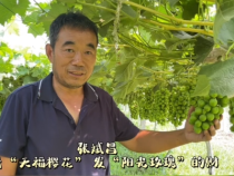 【我和天福樱花的故事第二季】张斌昌：跟着“天福樱花” 发“阳光玫瑰”的财