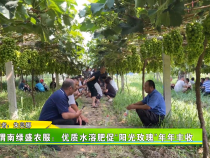 渭南綠盛農服：優質水溶肥促“陽光玫瑰”年年豐收