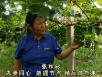 【我和天福樱花的故事第二季】张秋彩：夫妻同心 把握节点 精品自然来