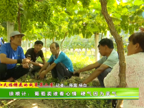 【我和天福樱花的故事第二季】临渭区下邽镇徐根计：葡萄卖谁看心情 硬气因为底气