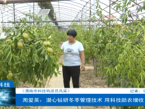 【渭南市科技特派员风采】周爱英：潜心钻研冬枣管理技术 用科技助农增收