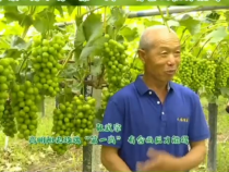 【我和天福樱花的故事第二季】张武宗：高明阳光玫瑰“第一高” 有舍而后才能得
