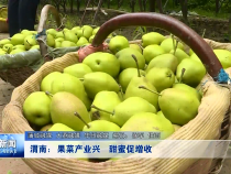 渭南：果菜产业兴 甜蜜促增收
