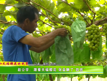 【我和天福櫻花的故事第二季】趙公學：跟著天福櫻花效益翻了“四倍”