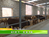 奮發(fā)進取 山水板橋（二）因牛更“牛”  因“椒”而傲