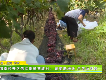 渭南经开区信义街道苍渡村：葡萄助增收 示范做引领