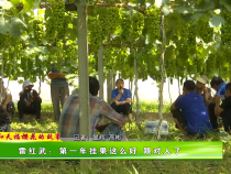 【我和天福櫻花的故事第二季】雷紅武：第一年掛果這么好 跟對人了